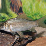 Prussian Carp