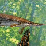 Alligator Gar