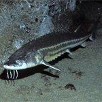 Green Sturgeon