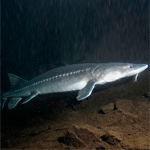 White Sturgeon