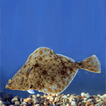 Flounder