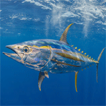 Yellowfin Tuna