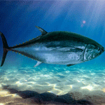 Bigeye Tuna