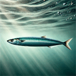 Pacific Sardine