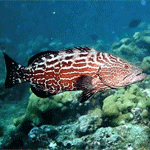 Black Grouper