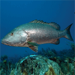Cubera Snapper