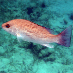 Mangrove Snapper