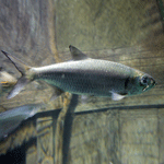 Indo-Pacific Tarpon
