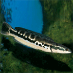 Giant Snakehead