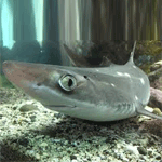 Spiny Dogfish