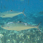 Doublespotted Queenfish