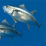 Longtail Tuna