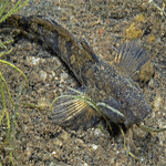 Western Tubenose Goby