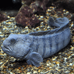 Atlantic Wolffish