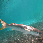 Flathead Grey Mullet