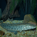 Northern Snakehead