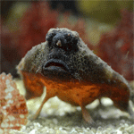 Shortnose Batfish